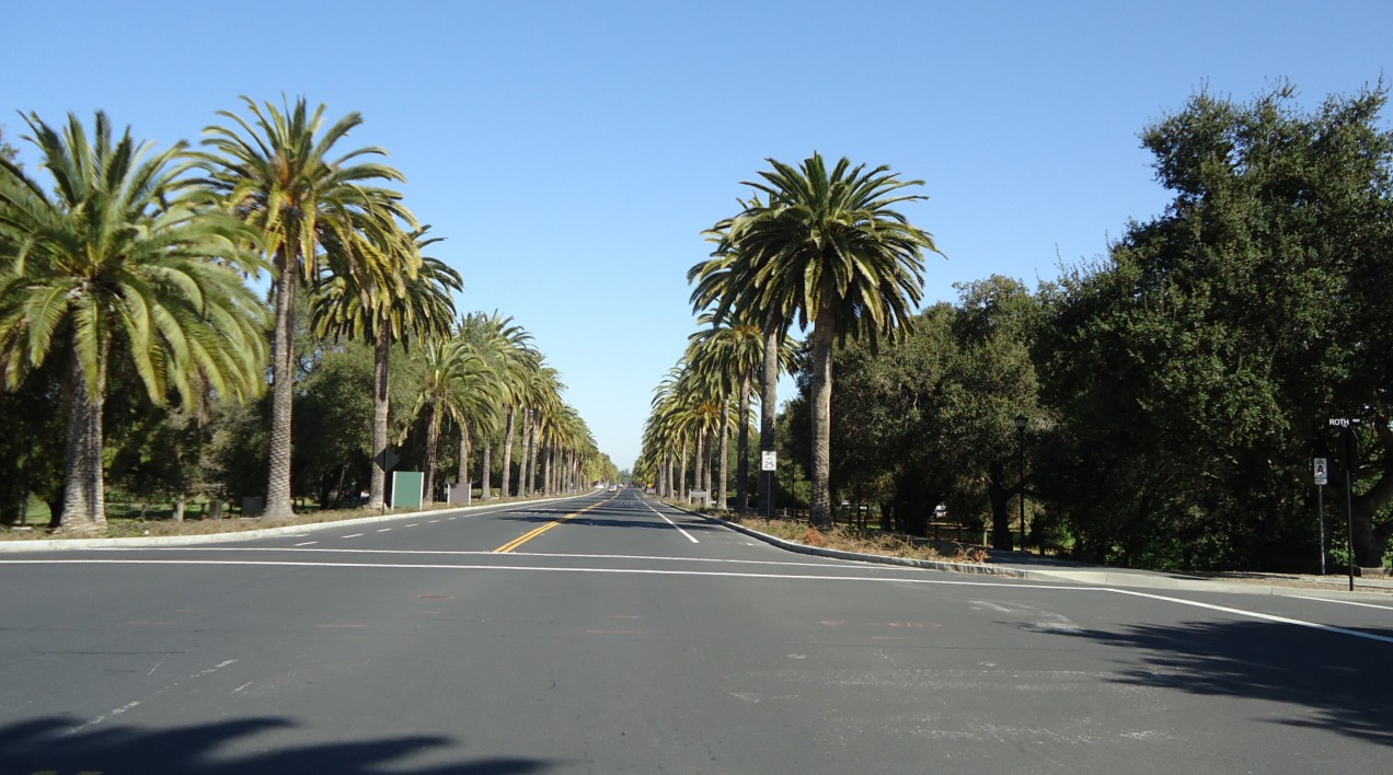 Palm trees line Palm Drive on Stanford University’s campus.